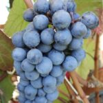 Виноград Черный Сергеева 3л