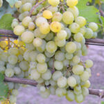 Виноград Фрумоаса Албэ 3л