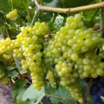 Виноград Кишмиш № 342 0,8л