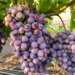 Виноград Подарок Несветая 0,8л