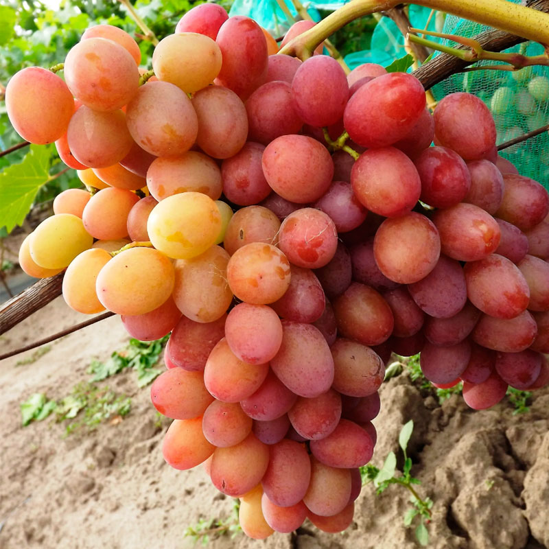 Виноград-Самба Виноград Самба 0,8л — изображение 1