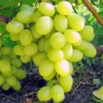 Виноград Валек (Валёк) 0,8л