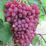 Виноград Кишмиш Велес 2л