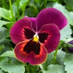 Виола крупноцветковая кассета — изображение 2