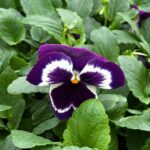 Виола крупноцветковая кассета