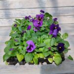 Виола крупноцветковая кассета — изображение 3