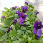 Виола крупноцветковая кассета — изображение 4