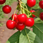 Вишня Десертная Морозовой 4-5 л