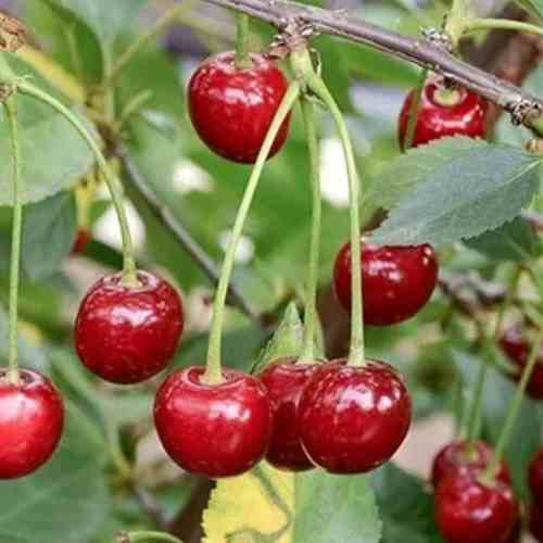 Вишня Харитоновская Вишня Харитоновская 4-5л — изображение 1