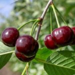 Вишня Морозовка 10л