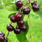 Вишня Новелла 4-5л