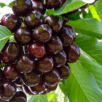 Вишня Шоколадница 10л