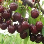 Вишня Шпанка 5л