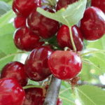 Вишня Тургеневка 10л