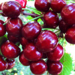 Вишня Жуковская 4-5л