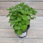 Плектрантус войлочный (Плант микс) d8-10 — изображение 2