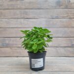 Плектрантус войлочный (Плант микс) d8-10