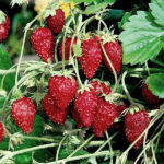 Земляника (мелкая) Руяна кассета