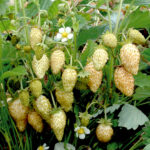 Земляника (мелкая) Золотинка кассета