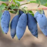 Жимолость Чулымская 3л