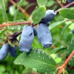 Жимолость Фиалка 3-3.5л