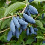 Жимолость Гордость Бакчара (Бочара) 3л