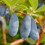 Жимолость Синий Утес 3л