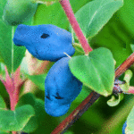 Жимолость Синяя птица 5л