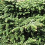 Пихта кефалинийская Мейерс Драфт d29