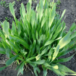 Лук слизун d9-10