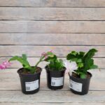 Декабрист d10-12