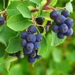 Ирга микс 3,5 л