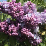 Сирень Жди меня "Zhdi Menya" 3л