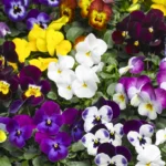 Виола (фиалка) гибридная (МНОГОЛЕТ) микс, смесь окрасок d12