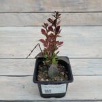 Барбарис Тунберга Ред Рокет "Red Rocket" d9-10