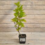 Пузыреплодник Лютеус d8-9