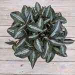 Пилея опушенная d12 — изображение 2