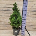 Ель канадская Глаука Коника d21