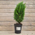 Кипарисовик Элвуди d13