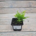 Можжевельник горизонтальный Лайм Глоу "Lime Glow" d9-10