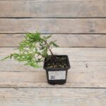 Можжевельник средний Голд Коаст "Gold Coast" d9-10