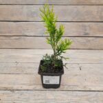 Туя западная Малониана Аурея "Malonyana Aurea" d9-10