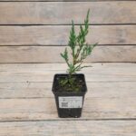 Можжевельник скальный Блю Эрроу "Blue Arrow" d9-10