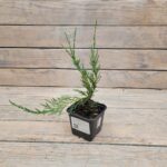 Можжевельник скальный Скайрокет "Skyrocket" d9-10