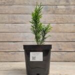 Туя западная Смарагд d17