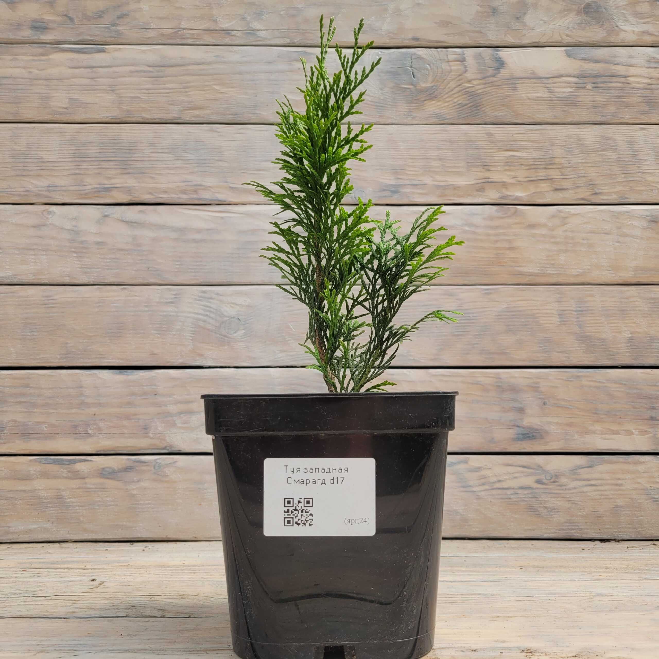 20250613_125928 Туя западная Смарагд d17 — изображение 1