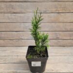 Туя западная Смарагд d17 — изображение 2