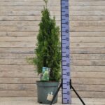 Туя западная Вайт Смарагд d29 (10л)