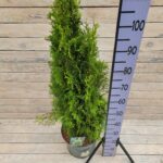 Туя западная Вайт Смарагд d29 (10л) — изображение 2