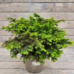 Ель сербская Карель d21